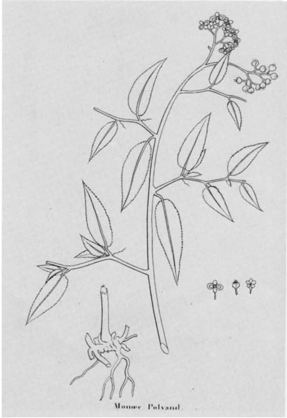 B. erecta